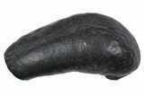 Large Fossil Whale Ear Bone - South Carolina #352636-1